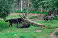 Hierarchic encounter between black wolves. Fighting wolves, canis lupus