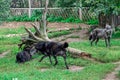 Hierarchic encounter between black wolves. Fighting wolves, canis lupus