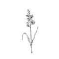 Hierochloe odorata vector. Hand painted graphic sweet grass or holy grass isolated on background. Meadow dry plant