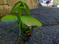 Hierodula patellifera, a common name in Java, belongs to the genus Hierodula