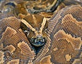 Hieroglyphic python, or rock python lat. Python sebae Royalty Free Stock Photo