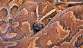 Hieroglyphic python, or rock python lat. Python sebae Royalty Free Stock Photo