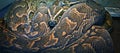 Hieroglyphic python, or rock python lat. Python sebae Royalty Free Stock Photo