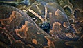 Hieroglyphic python, or rock python lat. Python sebae Royalty Free Stock Photo