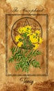 The Hierophant. Major Arcana tarot card with Tansy and magic seal Royalty Free Stock Photo