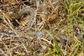 Hierophis gemonensis in the habitat Royalty Free Stock Photo