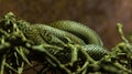 Hierophis gemonensis snake in his habitat Royalty Free Stock Photo