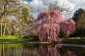 Higan cherry tree blossom Royalty Free Stock Photo
