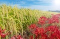 Higanbana and ears of rice in the rice paddies Royalty Free Stock Photo