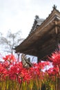 Red Spider Lilly in Japan called Higanbana Royalty Free Stock Photo