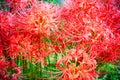 Red Spider Lilly in Japan called Higanbana Royalty Free Stock Photo