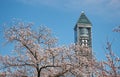 Higashiyama Sky Tower with the flowering sakura cherry trees on the foreground. Nagoya. Japan Royalty Free Stock Photo