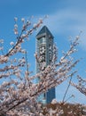 Higashiyama Sky Tower with the flowering sakura cherry trees on the foreground. Nagoya. Japan Royalty Free Stock Photo