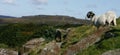 Higger Tor with a Sheep looking outward