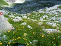 High alpine meadow at Prehodavci in Triglav national park