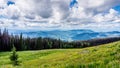 High Alpine Meadows with Pine Beetle affected Trees