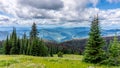 High Alpine Meadows & Pine Beetle