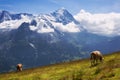 High Alpine Pastures in Switzerland Royalty Free Stock Photo