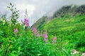 High alpine tundra flowers and heavy fog Royalty Free Stock Photo