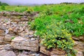 High alpine tundra flowers and heavy fog Royalty Free Stock Photo