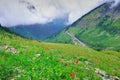 High alpine tundra flowers and a road in heavy fog