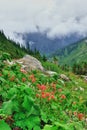 High alpine tundra red flowers and heavy fog Royalty Free Stock Photo