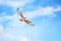 high altitude buzzard flight against sky gradient