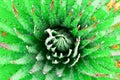 High Altitude Cactus Royalty Free Stock Photo