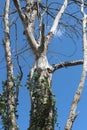 High altitude dead tree under blue sky Royalty Free Stock Photo