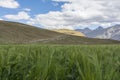 High Altitude farming in summer months at kibber village in Spiti Valley,Himachal Pradesh,india