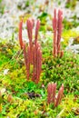 High Altitude Lichen Royalty Free Stock Photo