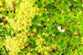 High Altitude Moss Royalty Free Stock Photo