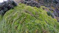 High altitude moss in Antisana Ecological Reserve Royalty Free Stock Photo