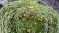 High altitude moss in Antisana Ecological Reserve Royalty Free Stock Photo