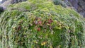 High altitude moss in Antisana Ecological Reserve Royalty Free Stock Photo