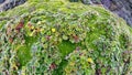 High altitude moss in Antisana Ecological Reserve Royalty Free Stock Photo