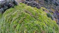 High altitude moss in Antisana Ecological Reserve Royalty Free Stock Photo