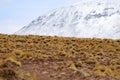 High altitude shrubs. Landscape of mountains in the high lands of Chile near the border with Bolivia Royalty Free Stock Photo