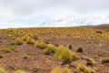 High altitude shrubs. Landscape of mountains in the high lands of Chile near the border with Bolivia Royalty Free Stock Photo