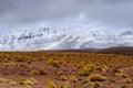 High altitude shrubs. Landscape of mountains in the high lands of Chile near the border with Bolivia Royalty Free Stock Photo