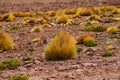 High altitude shrubs. Landscape of mountains in the high lands of Chile near the border with Bolivia Royalty Free Stock Photo