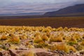 High altitude shrubs. Landscape of mountains in the high lands of Chile near the border with Bolivia Royalty Free Stock Photo