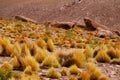 High altitude shrubs. Landscape of mountains in the high lands of Chile near the border with Bolivia Royalty Free Stock Photo