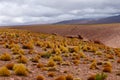 High altitude shrubs. Landscape of mountains in the high lands of Chile near the border with Bolivia Royalty Free Stock Photo