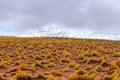 High altitude shrubs. Landscape of mountains in the high lands of Chile near the border with Bolivia Royalty Free Stock Photo
