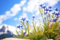 high altitude snow gentians adjacent chilly mountaintop Royalty Free Stock Photo