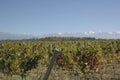 High altitude vineyards