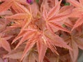 High ange closeup shot of red maple leaves