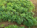 Agricultural field of young cassava plants