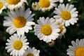 High angel closeup shot of a bunch of beautiful white daisies